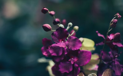 浅焦点摄影的紫色花朵
